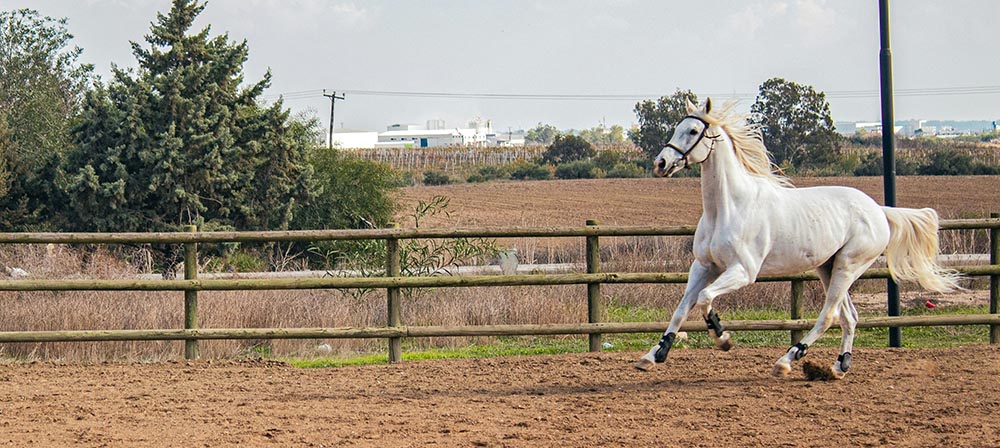 4. Курси з серфінгу, кінного спорту, йоги або танців 